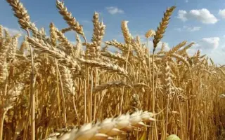 Gaudio / Гаудіо