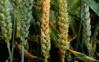 Гетьманська