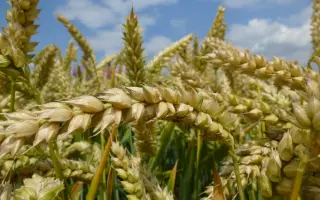 HYACINTH / ГІАЦИНТ