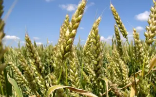 Годувальниця одеська