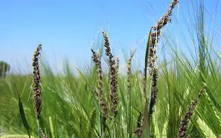 GORYNIA / ГОРИНЯ