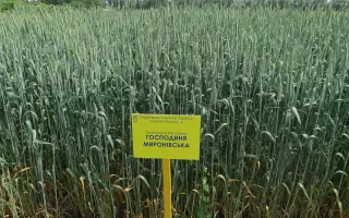 Господиня миронівська