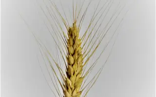 Грація білоцерківська