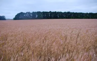 Грація миронівська