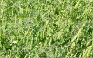 Gregor / Грегор