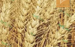 Dagmar / Дагмар