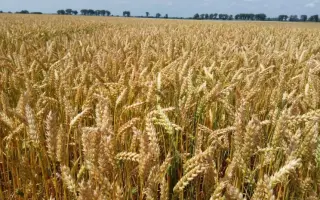 Дарунок Поділля