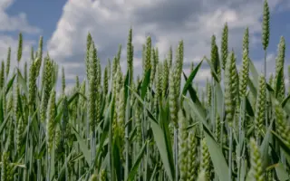 Jannis / Дженіс