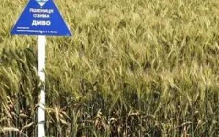 Диво донецьке