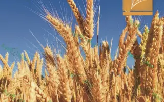 Дністрянка одеська