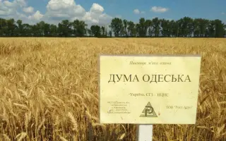 Дума одеська