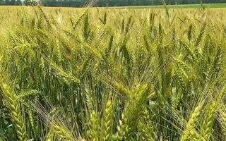 Emerino / Емеріно