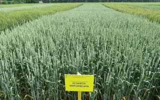 Естафета миронівська