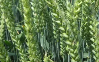 ESTIVUS / ЕСТІВУС