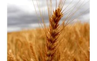 Житниця одеська