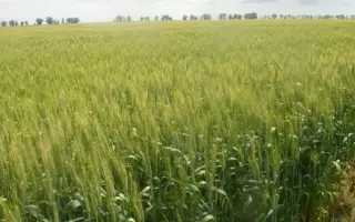 Журавка одеська