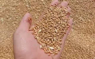 Загадка одеська