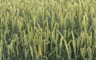 Zvezdana / Звездана