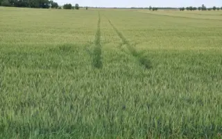 Землячка одеська