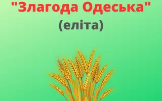 Злагода одеська