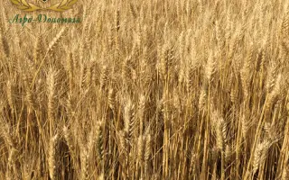 Златоглава