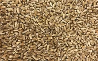 Золотоношка