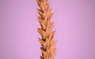 Зорепад білоцерківський