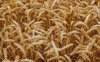 SU TAMMO / ЗУ ТАММО