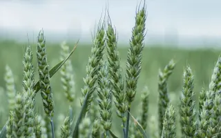 Katarina / Катаріна