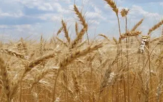 Катруся одеська