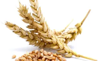 Квітка полів