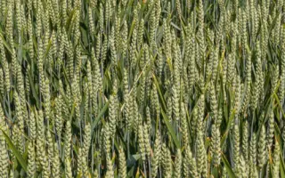 KWS Donovan / КВС Донован