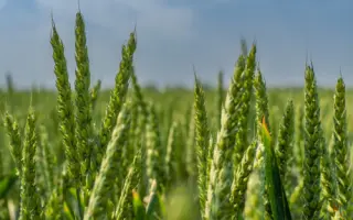 KWS Emerick / КВС Емерік