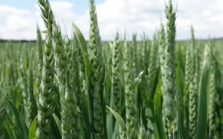 KWS Emil / КВС Еміл