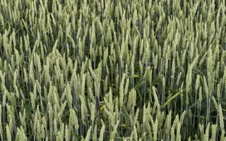 KWS Imperium / КВС Імперіум