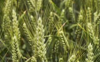 KWS Lazuli / КВС Лазулі