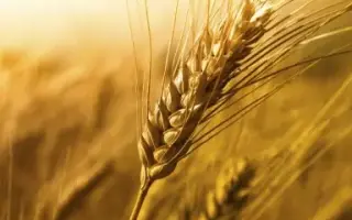 KWS Peplum / КВС Пеплум