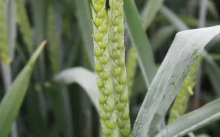 KWS Ronin / КВС Ронін