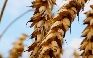 KWS Spencer / КВС Спенсер