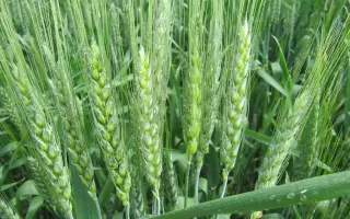 Киевская 7 / Київська 7