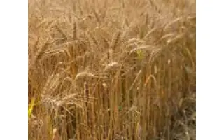 Komponist / Компоніст