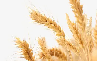 Королева одеська