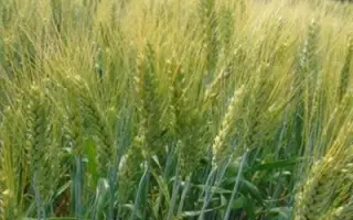 Краса ланів