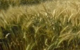 Красуня одесская / Красуня одеська