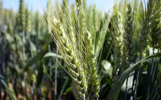 LG ABRAZO / ЛГ АБРАЦО