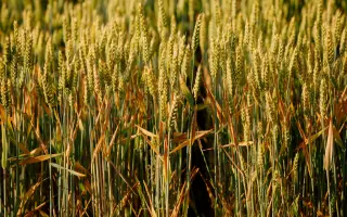 LG Aragonit / ЛГ Арагоніт