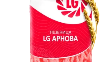 LG Arnova / ЛГ Арнова