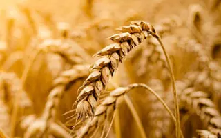 LG EGMONT / ЛГ ЕГМОНТ