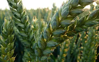 LG Cruzak / ЛГ Крузак