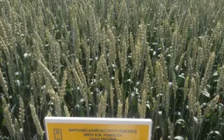 Легенда Миронівська